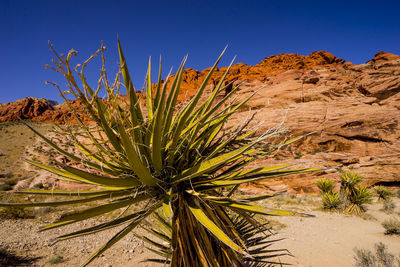 Cactus growing on field against clear blue sky