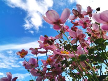 Low angle view of pink flowering plant against sky