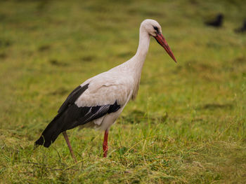 View of a bird on field