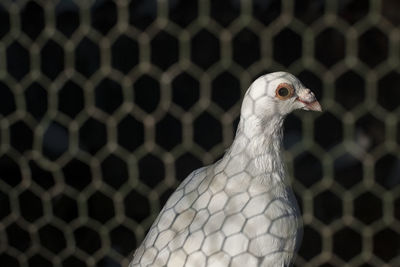 Close-up of dove in cage