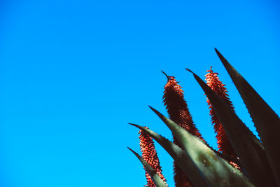 Low angle view of succulent plant against clear blue sky