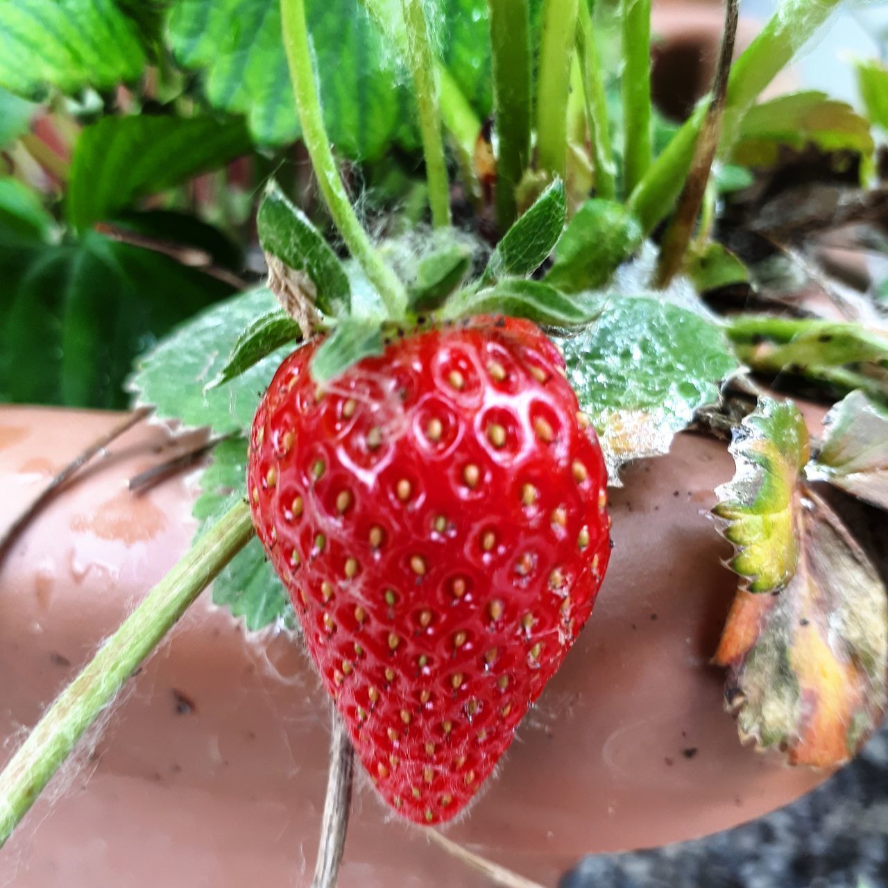 HIGH ANGLE VIEW OF STRAWBERRIES ON WATER