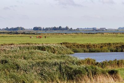 Distant view of horses grazing on field against sky