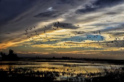 Silhouette birds flying over lake against sky during sunset