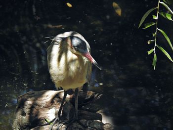 Close-up of bird in lake