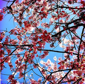 Low angle view of trees against sky