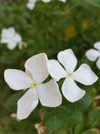 Close-up of white flowers