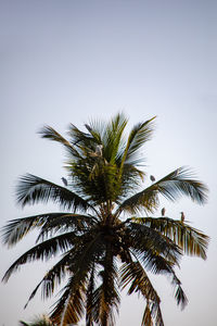 Low angle view of palm tree against clear sky