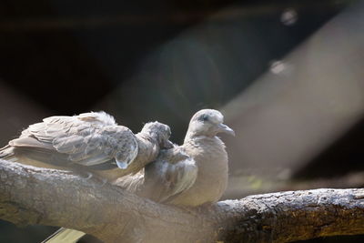 Portrait of birds on branch