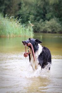 Dog in a lake