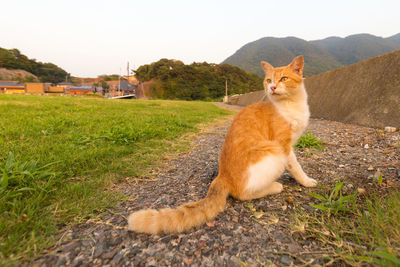 Cat lying on a field