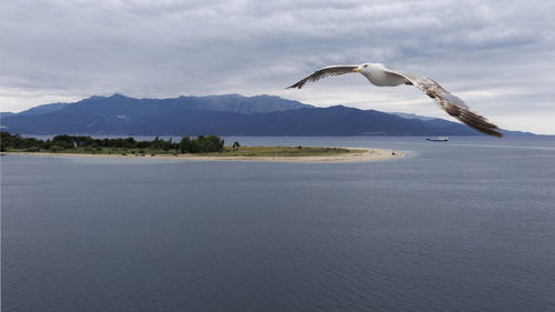 Seagull flying over lake against mountain range