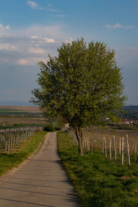 Road amidst trees on field against sky