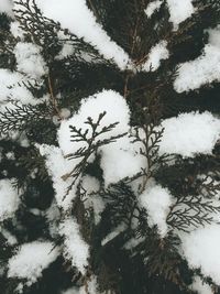 Low angle view of trees against sky