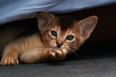 Close-up portrait of a kitten