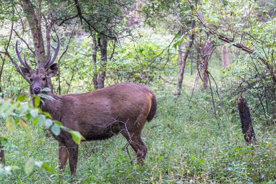 Deer in a forest