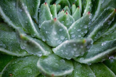 Full frame shot of raindrops on plant