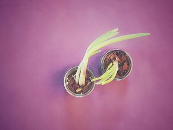 Close-up of pink flowering plant against purple background