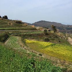 Scenic view of agricultural field against sky