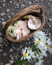 High angle view of basket with foraged mushrooms and white flowers next to it on the ground