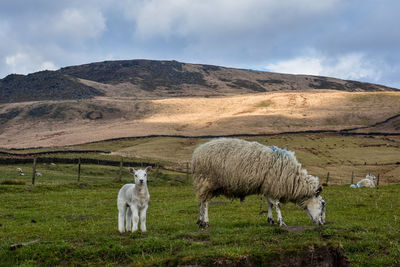 Sheep in a field