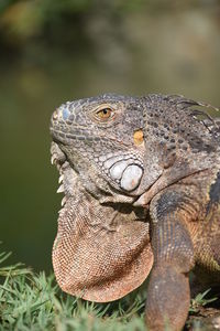 Close-up of a lizard