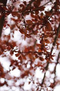 Close-up of tree branches during winter