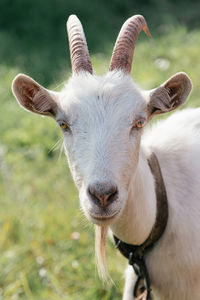 Close-up portrait of goat on land