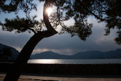 Silhouette tree by lake against sky during sunset