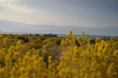 Scenic view of field against sky