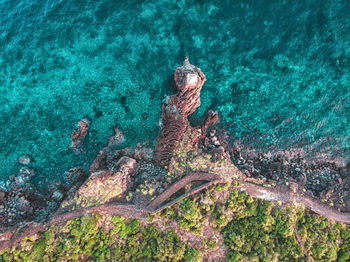 High angle view of coral in sea