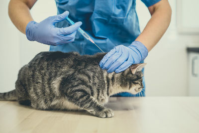 Veterinarian doctor is giving an injection to a cat