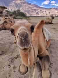 Close-up portrait of a horse