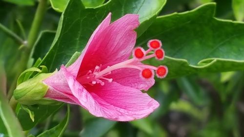 Close-up of pink rose flower