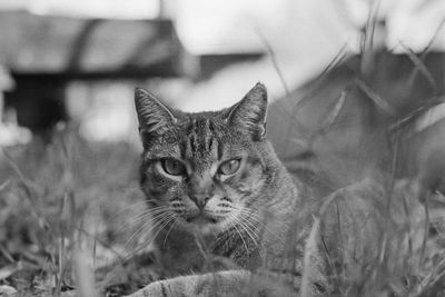 Close-up portrait of a cat