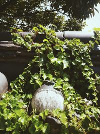 Close-up of plants