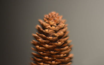 Close-up of pine cone on table