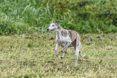 Whippet sprinter dog running and chasing lure coursing dog sport