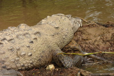 Close-up of crocodile in lake