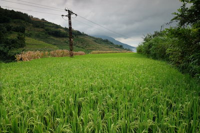 Scenic view of agricultural field against sky