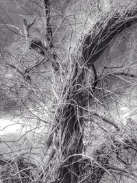 Full frame shot of tree branches