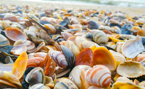 Close-up of shells on beach