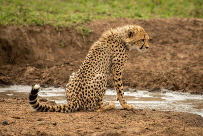 Cheetah cub sits by water facing right