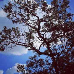 Low angle view of trees against blue sky