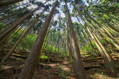 Low angle view of bamboo trees in forest