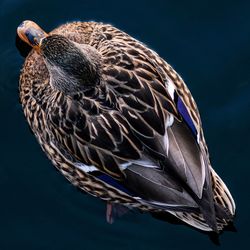 Close-up of bird perching on black background