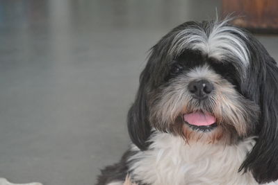 Close-up portrait of a dog