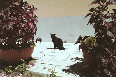 domestic cat