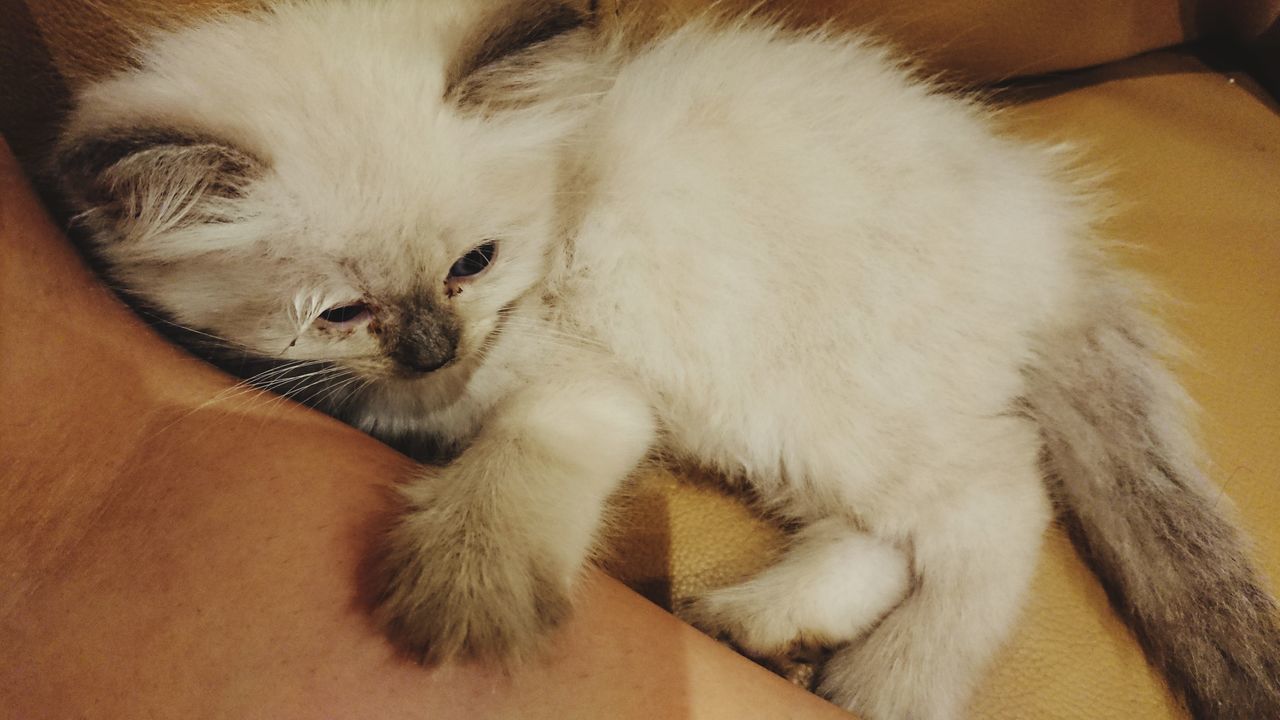 CLOSE-UP OF CAT RELAXING AT HOME