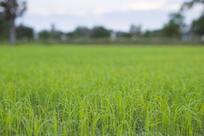 Crops growing on field